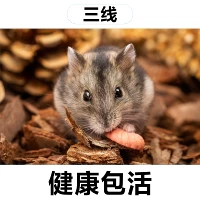 Одна третья строка