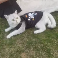 Черный жир [летняя тонкая модель]