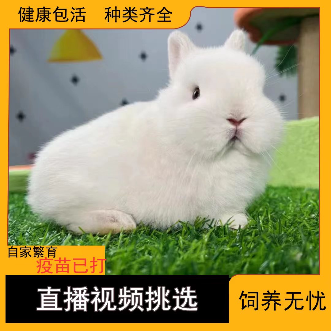 种兔的喂养应该如何管理，以及彩色长毛兔的选配繁殖，你知道多少|配对|食物|喂养_新浪新闻