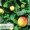 Mô phỏng cây nho với trái cây giả lá cây nho thường xanh ống cây xanh cây hoa cỏ trần - Hoa nhân tạo / Cây / Trái cây