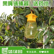 Kim bay fly bẫy potion kiểm soát dịch hại làm vườn nguồn cung cấp vườn cây ăn quả thực vật bắt côn trùng fly bẫy
