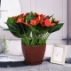 Кофе -квадратный горшок +15 короткая рука чувствует красную ладонь