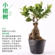 [小榕树]
