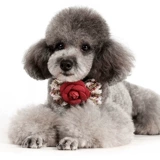 Золотые бархатные цветы, луки, воротничные воротнички цветочные плюшевые щенки маленькие ювелирные аксессуары для собак