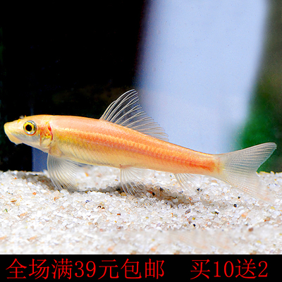 青苔鼠金苔鼠鱼除藻清缸工具鱼吃青苔鱼缸清洁