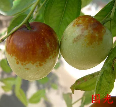 [Jujube tree live seedling grafted seedling with fruit in year huge Jin-si green jujube planted in courtyard for north south winter jujube seedling]