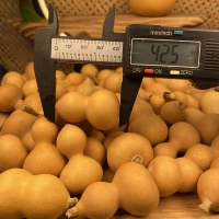 Мини-тыква 4-4,5 см [Нобели не крупно] 10