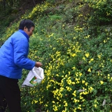Новые товары Pure Wild Chrysanthemum чай плод chrysanthemum king -class hangbai chrysanthemum Qing Hot Flow