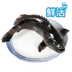 [鲜活龙胆石斑鱼600-800g/条]