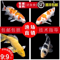 Little Koi Good Forish Koi Live Fish Dornamental Fish Bag Live Fish