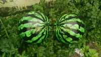 Большие арбузные шарики одиночная цена