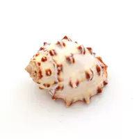 Litchi Snail 1 2-3 см