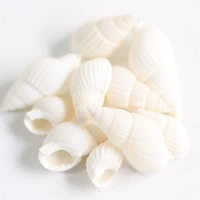 5 маленьких белых улиток 5 1-2 см.