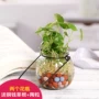Treo tường sáng tạo cây xanh trồng cây thủy tinh chai thủy tinh trong nhà treo tường bình nhỏ trang trí bình treo. - Vase / Bồn hoa & Kệ giỏ hoa treo tường