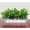 Cây mô phỏng hoa giả và cây nhựa xanh củ cải phòng khách nội thất nhà vườn trang trí chậu giả cây xanh trang trí cây cảnh - Hoa nhân tạo / Cây / Trái cây giả hạc đột biến