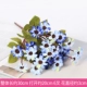 Синий QQ Chrysanthemum 5