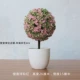 Rose Red [Sakura Snowball Pink]