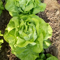 6 салат салата Okmama