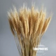 Два разбитых пшеничных ушей 100 ветвей (60 см)
