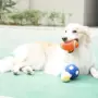 Chó đồ chơi mol mol cắn đồ chơi bóng đào tạo Casro con chó con mèo cưng giọng ca chó nhai vật nuôi - Mèo / Chó Đồ chơi đồ chơi cho chó poodle