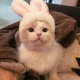 Маленькая белая шляпа кролика
