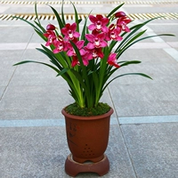 Dahongpao 5 саженцев (следуйте за удобрениями)