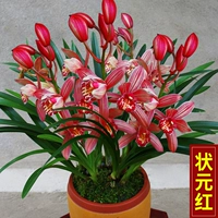 № 1 Red 3 Miao (после удобрения)