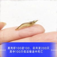 Черная оболочка 100 бесплатно 100 расход привода