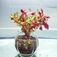 Бутылка с красной красно -волной для отправки нижних песчаных удобрений