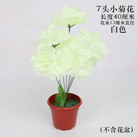 1 белая хризантема