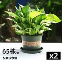 65 -Lubrican Pot Green Dill 2 Pot