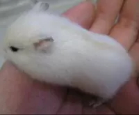 Золотая лиса