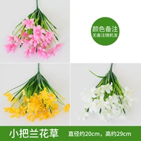 Прозрачная небольшая ручка травы орхидеи