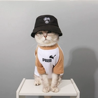 Белый коричневый (кошка)