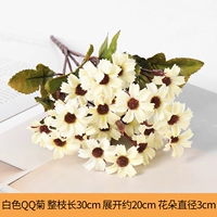 Белый QQ Chrysanthemum (1)