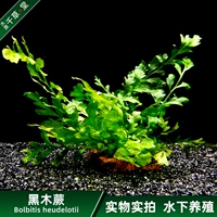 Qiancaotang Aquatic Grass Carp Tank Танк бак ландшафтный дизайн растений пейзаж живой тел черный деревянный папоток установлен в воде