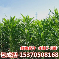 [Импортированный корм сладкий сорго]/