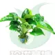 Big Shui Rong 20 Юань 1 бассейн