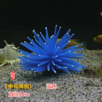 【8 см среднего морского ежа】 синий