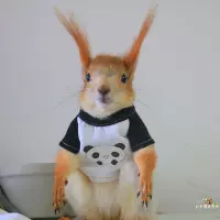 Панда