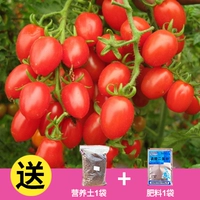 Little Tomato Bulk 50 капсул+удобрение почвы