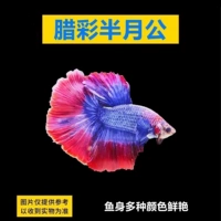 Класс -воск цвет + аквариум + рыбная корма