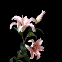 Увлажняющая лилия (розовая)