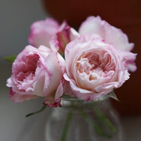 Sirius Rose Rose Light Shighs Tu Tengmu Flower Miao от Yu Guo Moon Fraper Praper Plant Plant Garden Plant Rose Rose