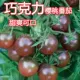 10 кусочков шоколадного помидора