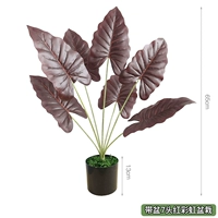 Красный с горшком из 7 красных радужных горшечных растений