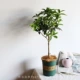 Four Seasons Guagan Lollipop Mori Green 1 Gallon Pot Model