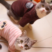 Áo len sọc tay áo len Quần áo mèo mùa thu và mùa đông Quần áo thú cưng Làm đẹp ngắn Anh ngắn mèo áo len không mũ - Quần áo & phụ kiện thú cưng