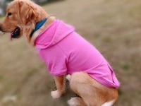 Роза красная