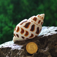 Dongfeng Snail [6-7 см]